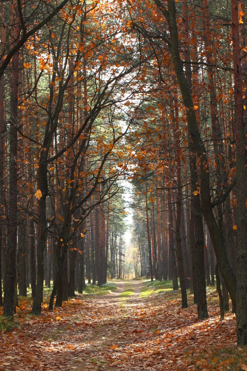 Ein Spaziergang durch den Wald